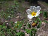 Cistus salviifolius
