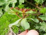 Euphorbia helioscopia