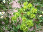 Euphorbia helioscopia