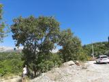 Quercus coccifera
