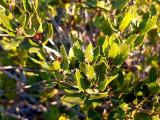 Quercus coccifera