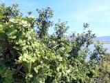 Quercus coccifera