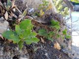 Quercus coccifera