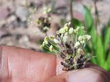 Plantago lanceolata