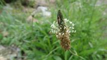 Plantago lanceolata