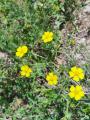Potentilla reptans