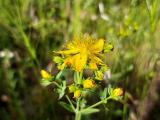 Hypericum perforatum