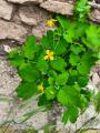 Chelidonium majus