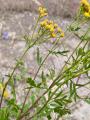 Tanacetum vulgare