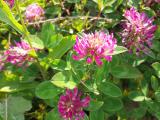 Trifolium pratense