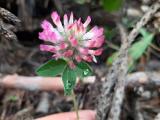 Trifolium pratense