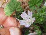 Malva neglecta