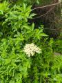 Sambucus nigra