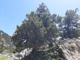 Juniperus excelsa