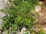 Chenopodium foliosum