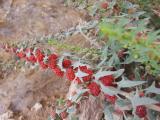 Chenopodium foliosum