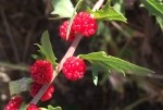 Chenopodium foliosum