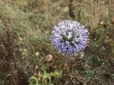 Echinops sp.