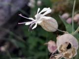Silene vulgaris