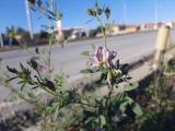 Medicago sativa