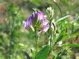 Medicago sativa