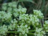 Crithmum maritimum