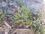 Crithmum maritimum