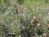 Sarcopoterium spinosum
