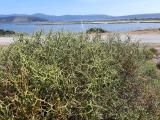 Sarcopoterium spinosum