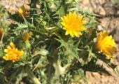 Scolymus hispanicus