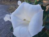 Datura innoxia