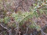 Juniperus oxycedrus