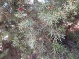 Juniperus oxycedrus