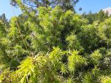 Juniperus oxycedrus