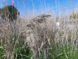 Phragmites australis