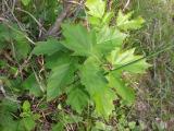 Sorbus torminalis