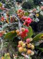 Sorbus umbellata