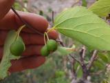 Celtis australis