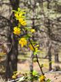 Berberis crataegina