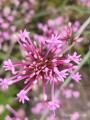 Centranthus longiflorus