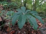 Helleborus orientalis