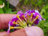 Primula auriculata