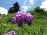 Primula auriculata