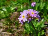 Primula auriculata