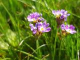 Primula auriculata