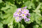 Primula auriculata