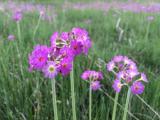 Primula auriculata