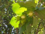 Corylus avellana