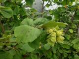 Corylus avellana
