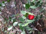 Ruscus aculeatus